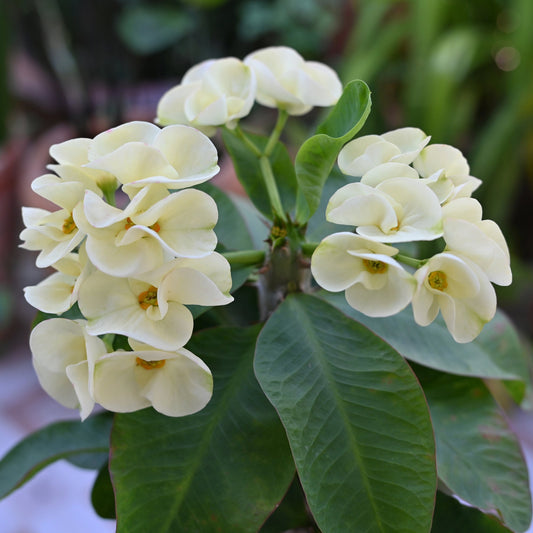 Helena' Crown of Thorns 