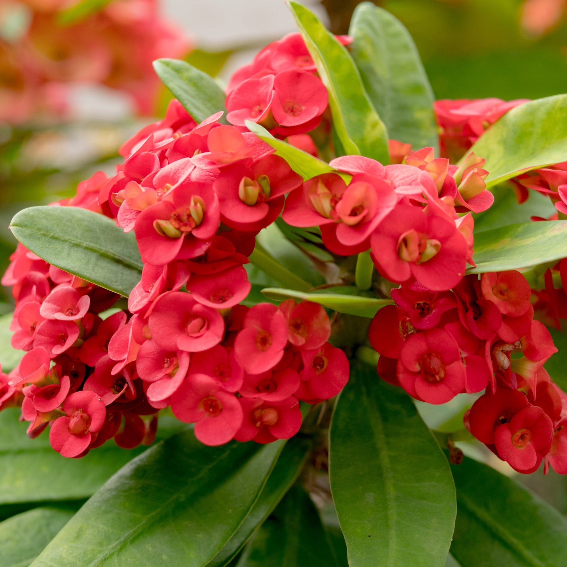 fertilizer for crown of thorns plant Karola' Crown of Thorns – Jardineries Botanix
