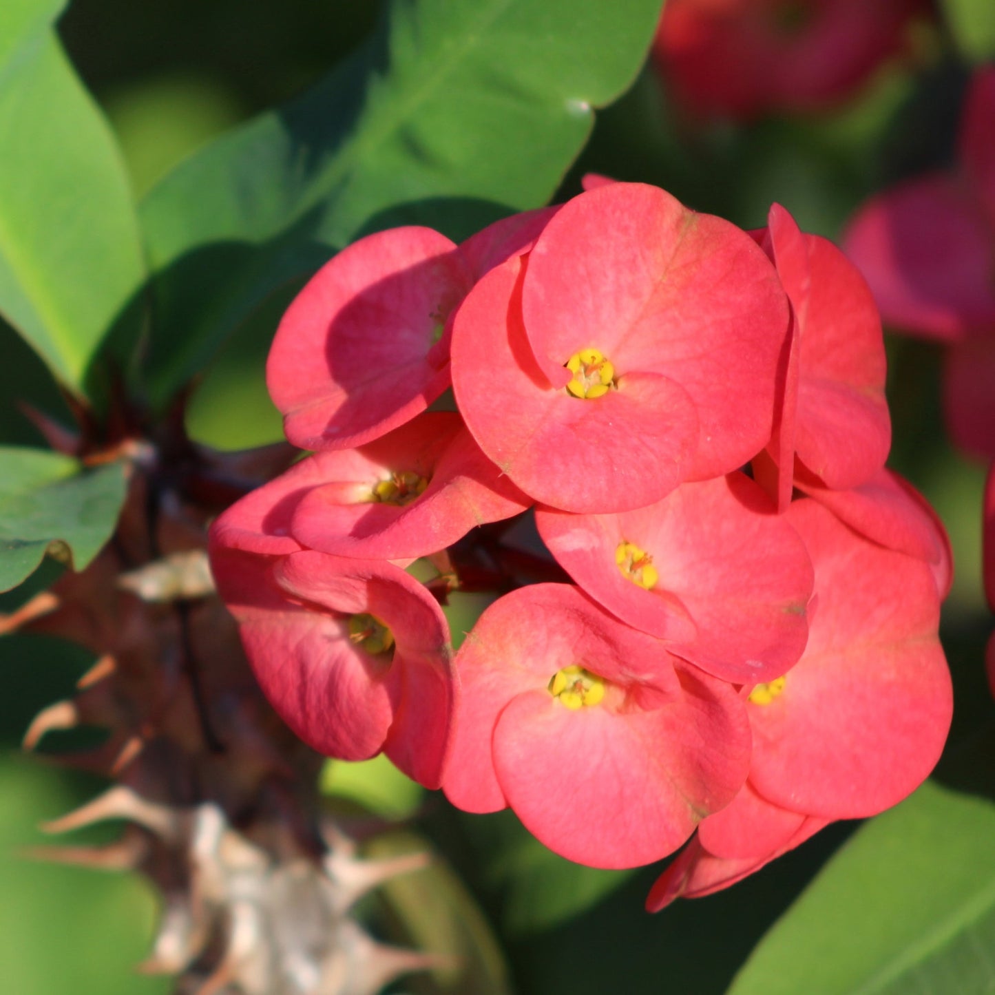 Pink Cadillac' Crown of Thorns 