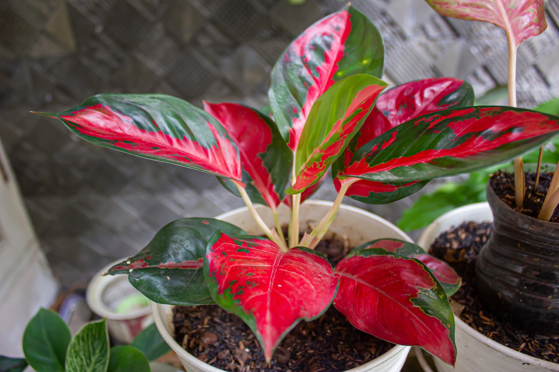 red aglaonema varieties Suksom' Chinese Evergreen – Jardineries Botanix