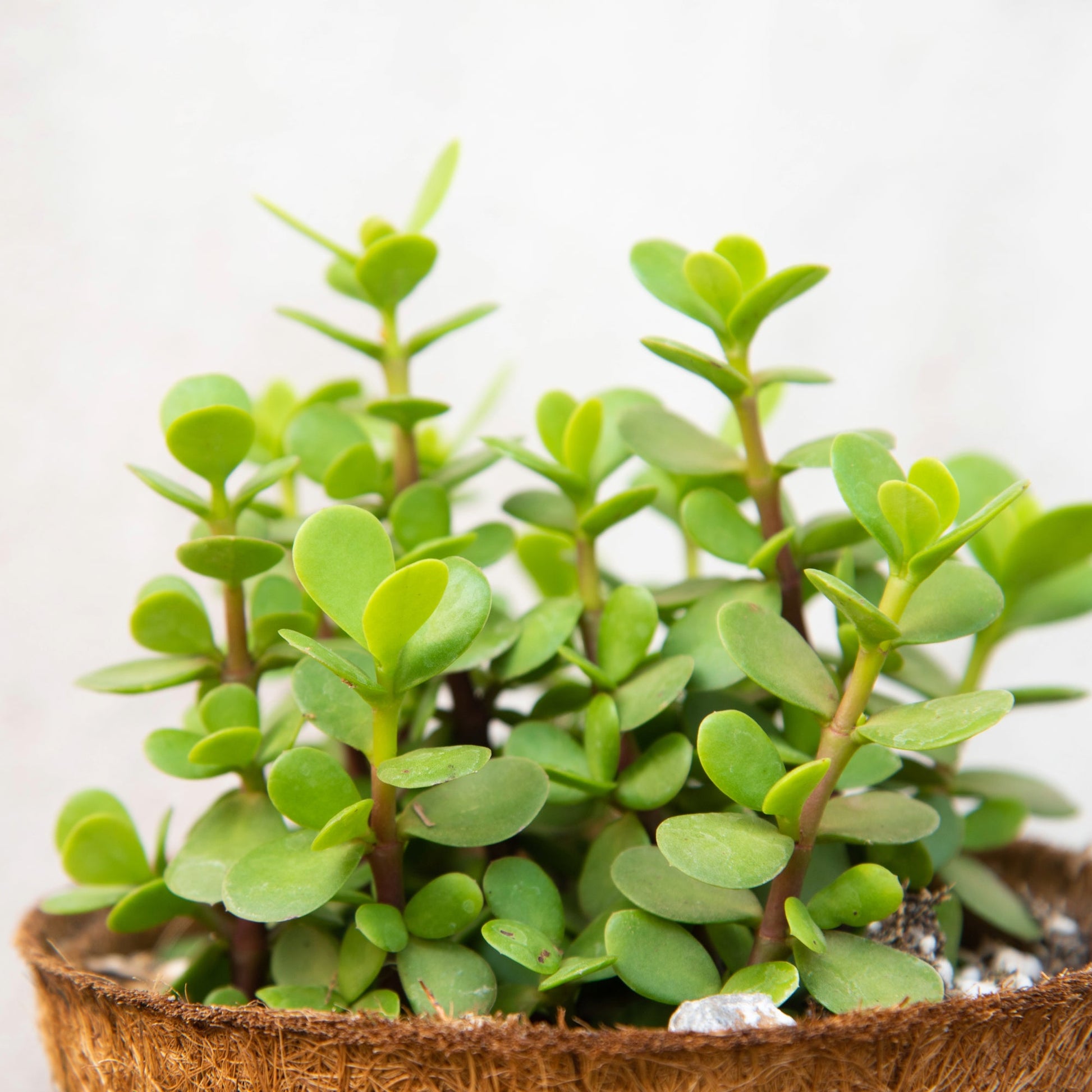 crassula ovata vs portulacaria afra Elephant Bush – Jardineries Botanix