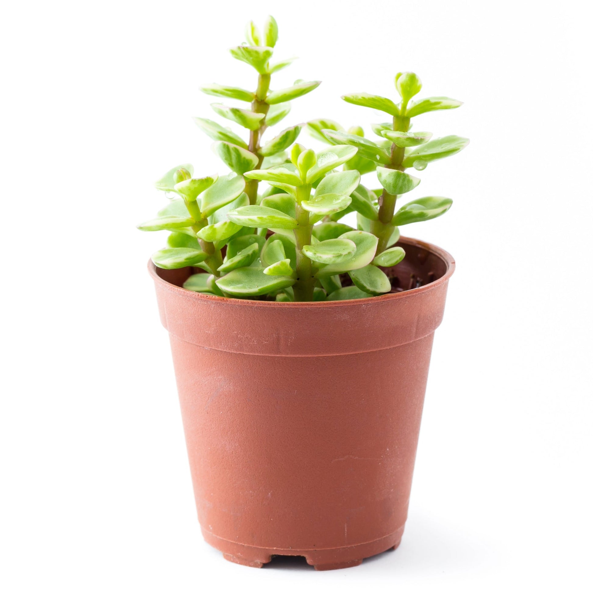 elephant bush vs jade plant Elephant Bush – Jardineries Botanix