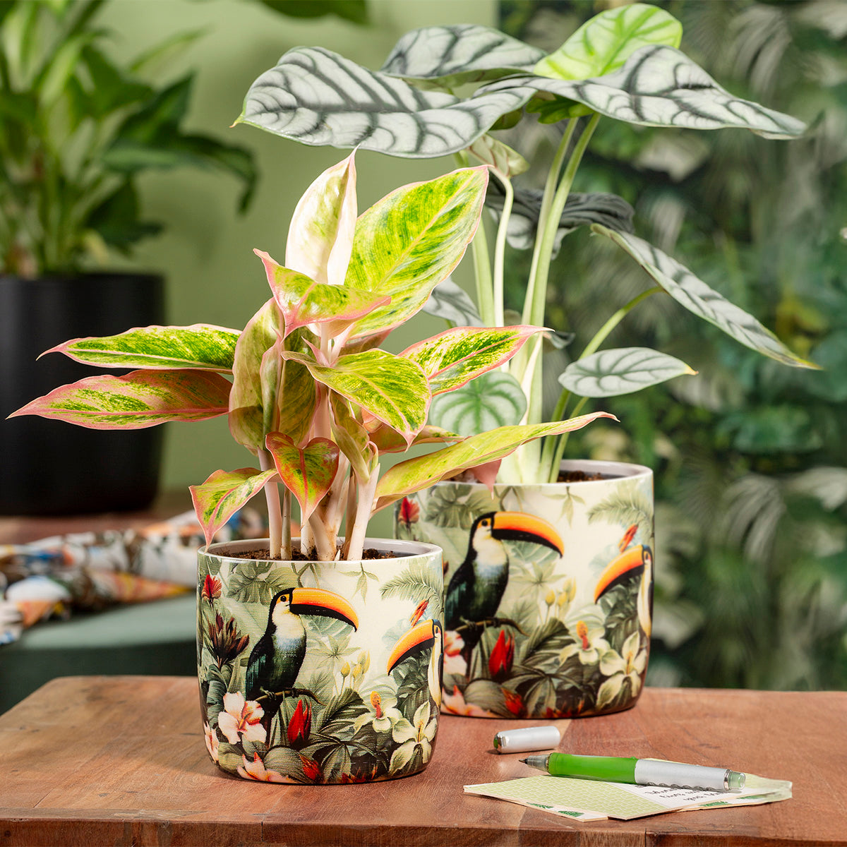 Solido Tucano Ceramic Pot | Toucan Jungle Pattern | Botanix ...