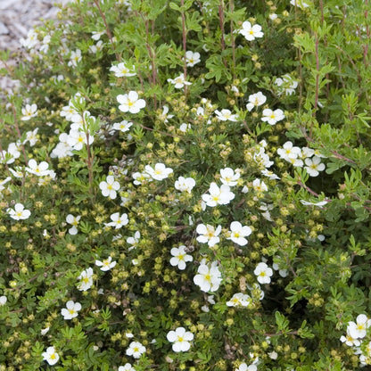 Abbotswood' Shrubby Cinquefoil