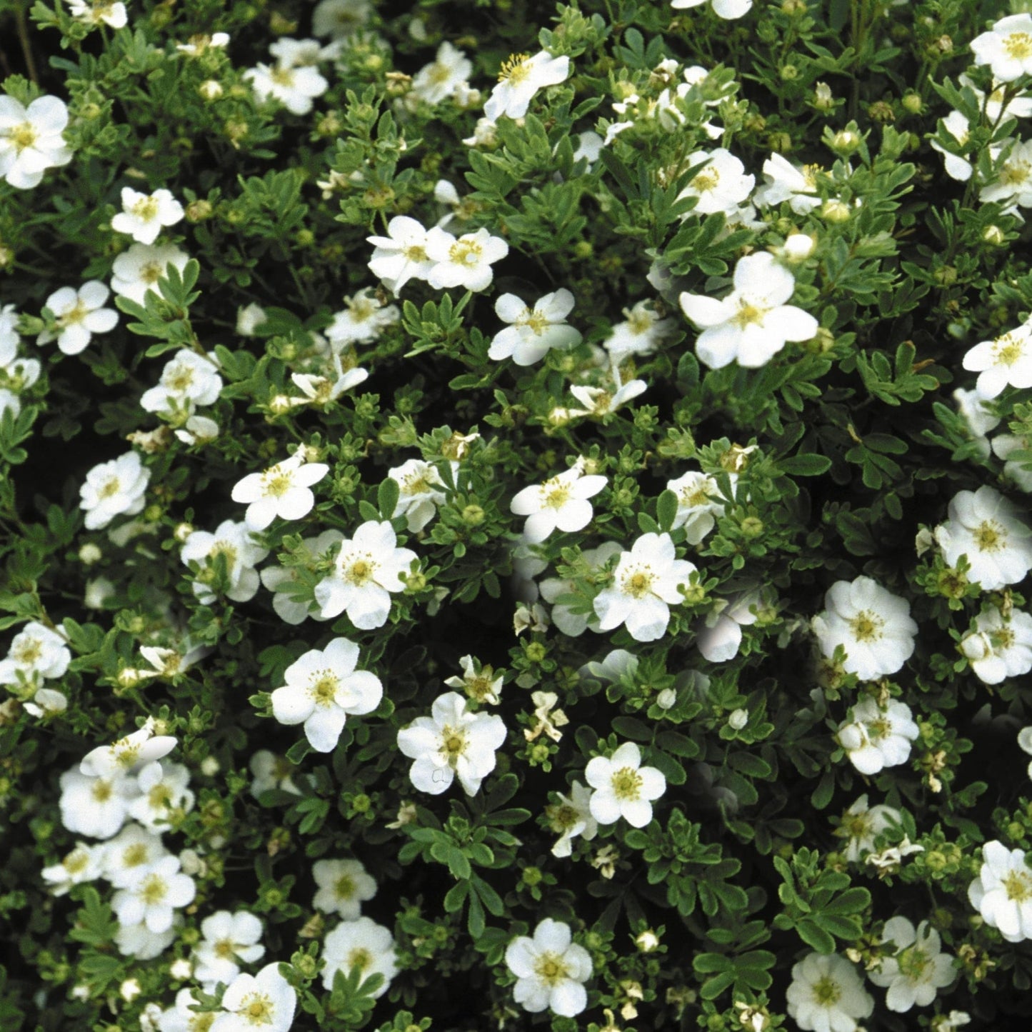 Abbotswood' Shrubby Cinquefoil