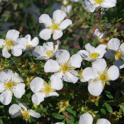 Potentille 'Abbotswood'