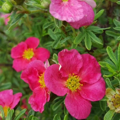 Dasiphora fruticosa 'Hachliss' BELLA BELLISSIMA® – Potentille arbustive BELLA BELLISSIMA®