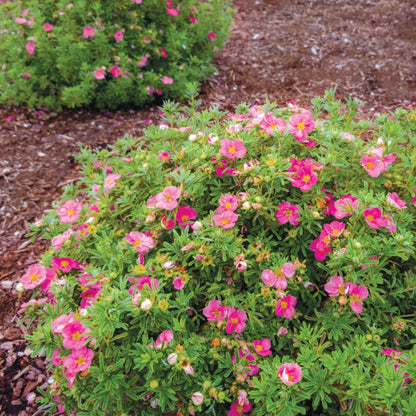 Dasiphora fruticosa 'Hachliss' BELLA BELLISSIMA® – Potentille arbustive BELLA BELLISSIMA®