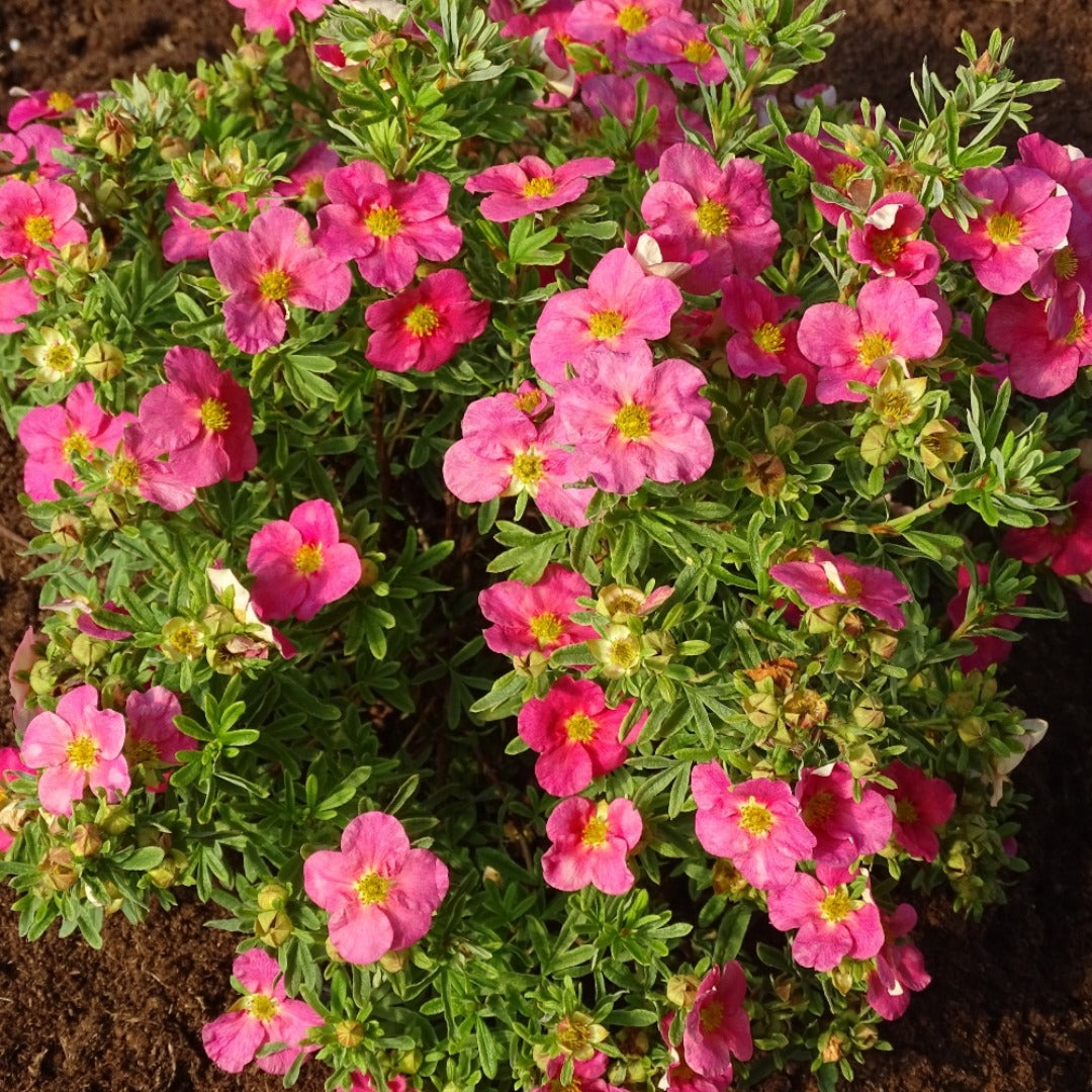 Dasiphora fruticosa 'Hachliss' BELLA BELLISSIMA® – Potentille arbustive BELLA BELLISSIMA®