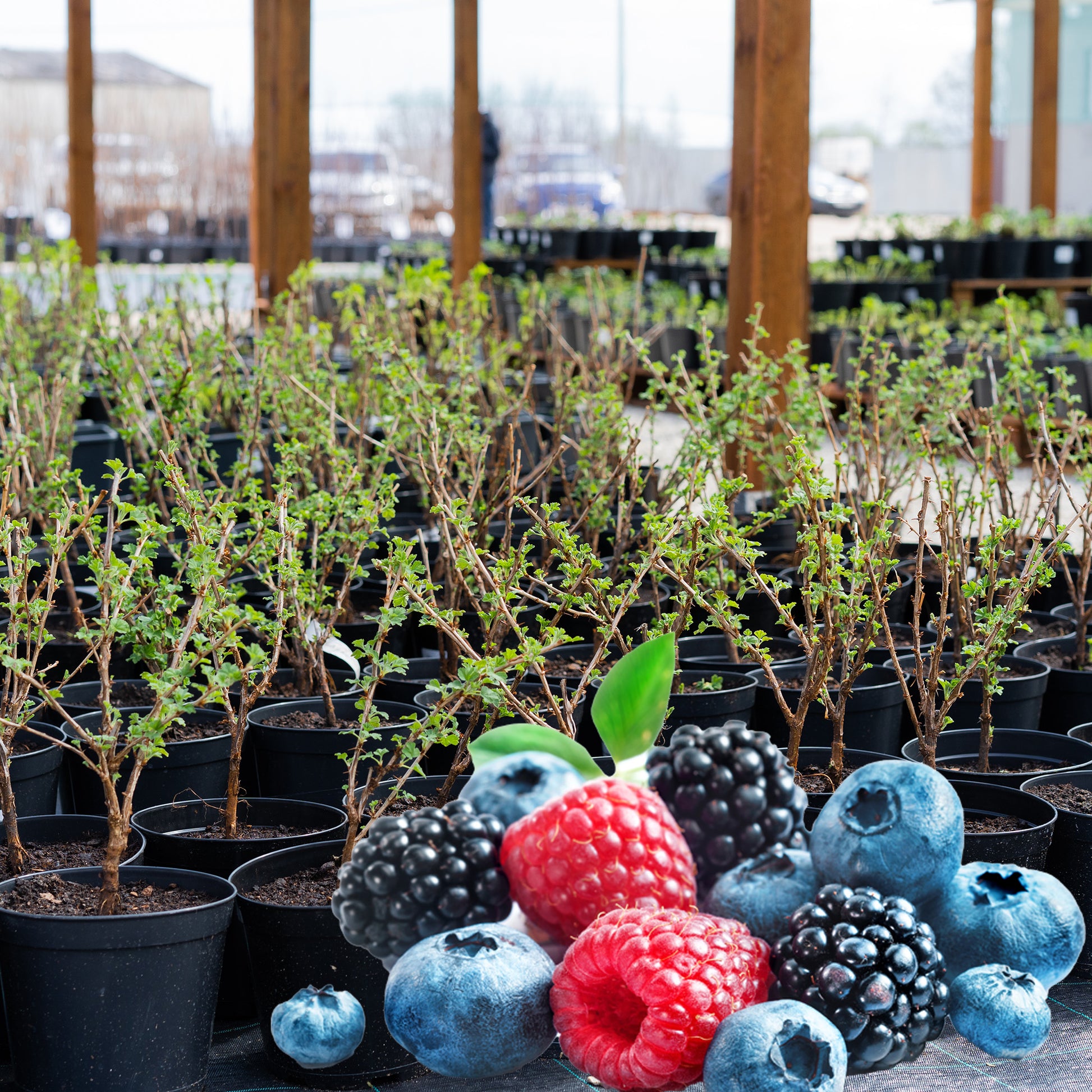 indoor berry plants Assorted berry plants in 2 gallon pot – Jardineries Botanix