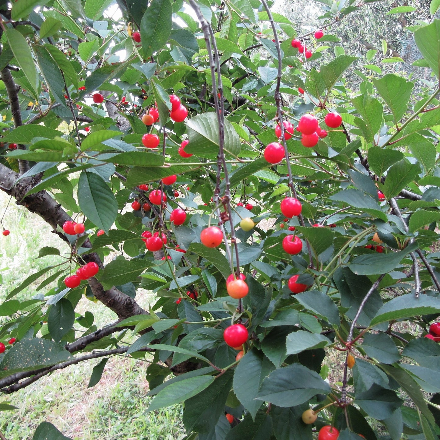 Montmorency' Sour Cherry