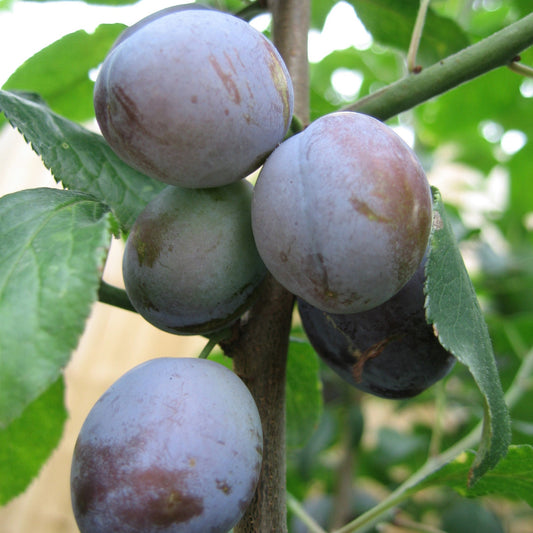 European Plum 'Mont-Royal'