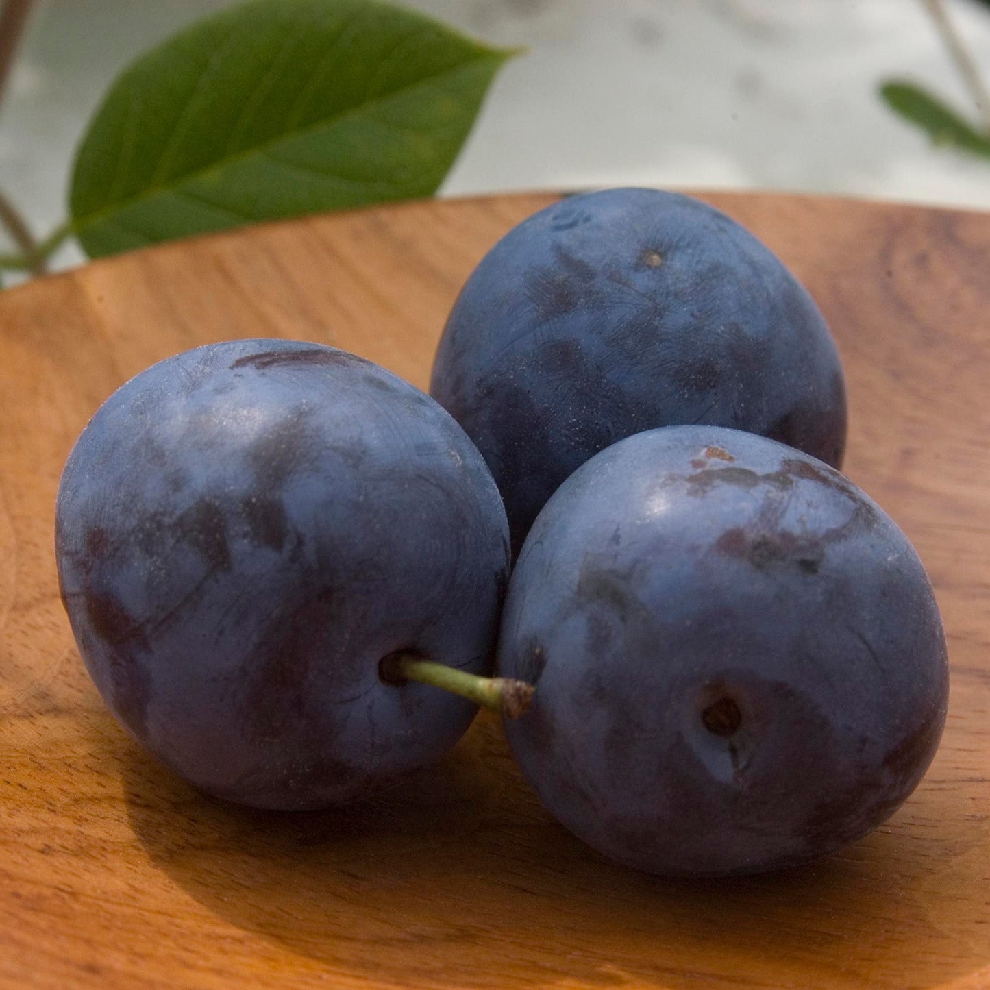 European Plum 'Mont-Royal'