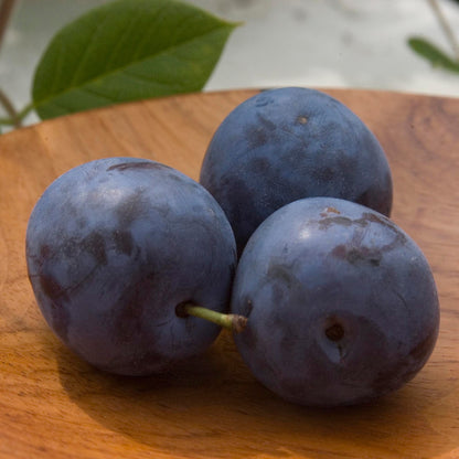 European Plum 'Mont-Royal'