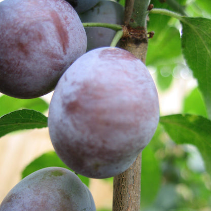 European Plum 'Mont-Royal'