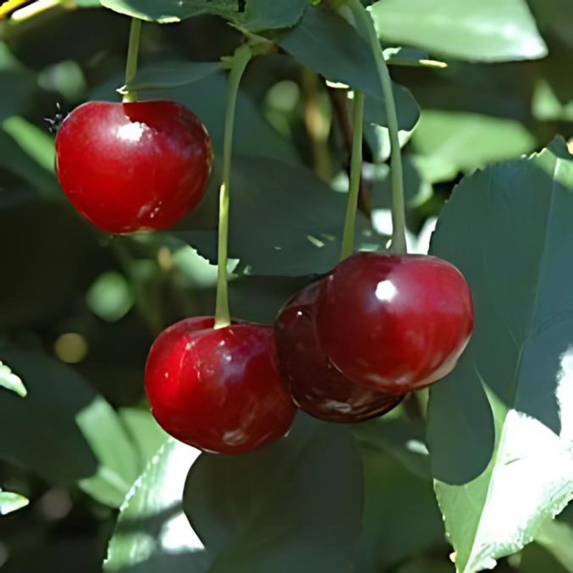 Cherry, Dwarf - Romeo