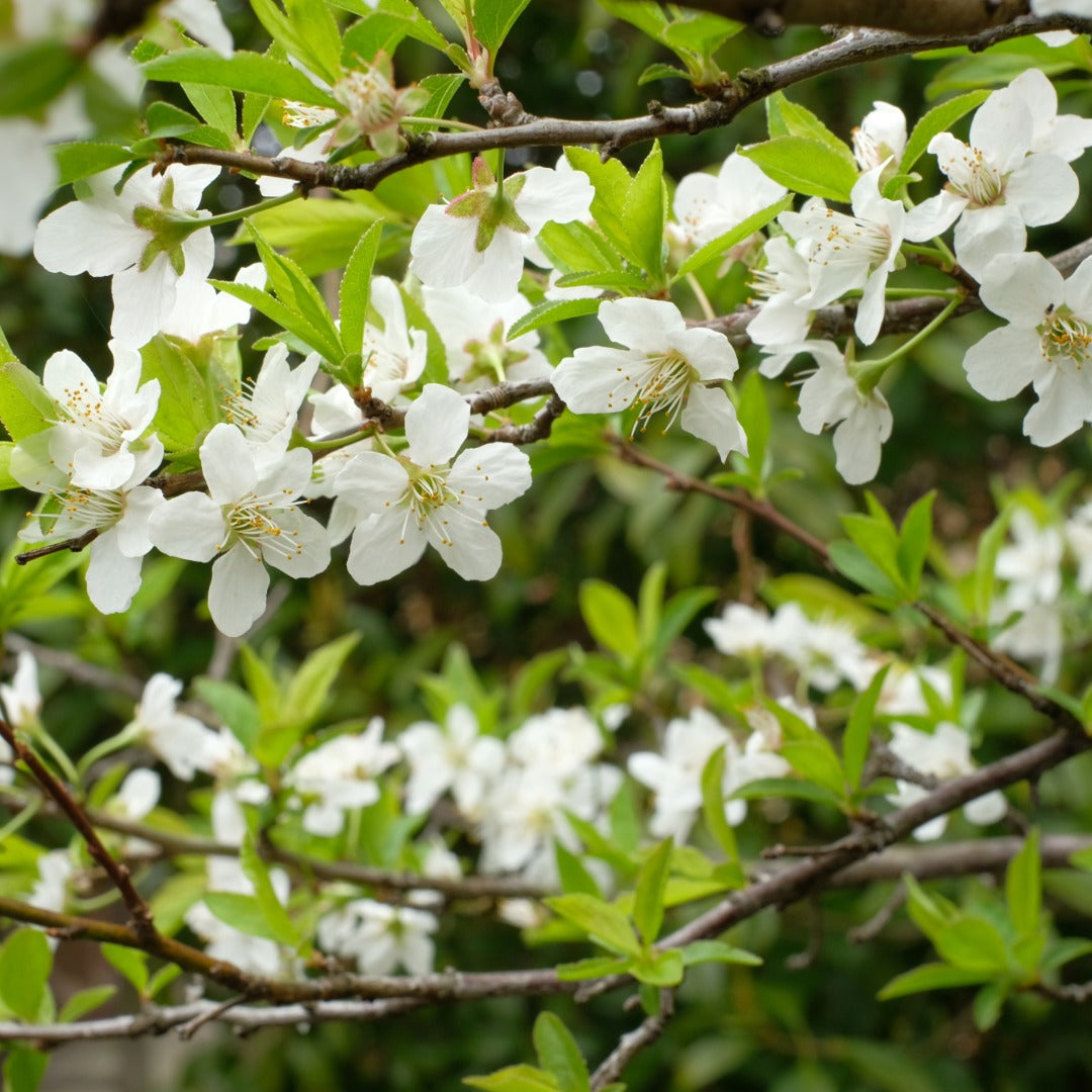 'Elephant Heart' Plum - Prunus salicina 'Elephant Heart'