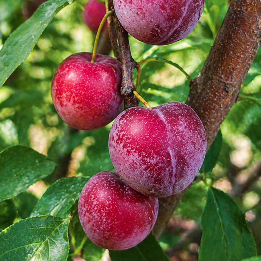 'Elephant Heart' Plum - Prunus salicina 'Elephant Heart'