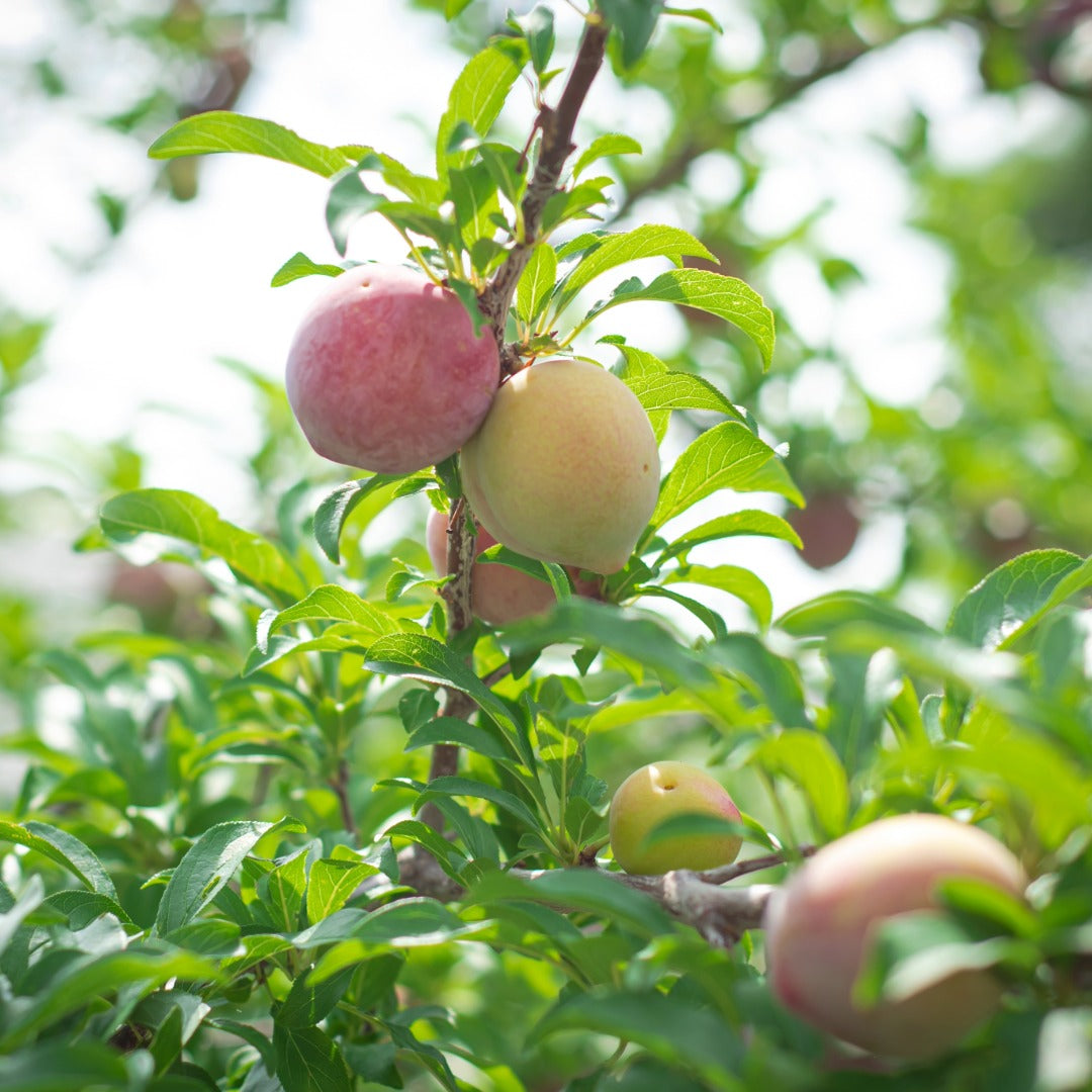 'Elephant Heart' Plum - Prunus salicina 'Elephant Heart'