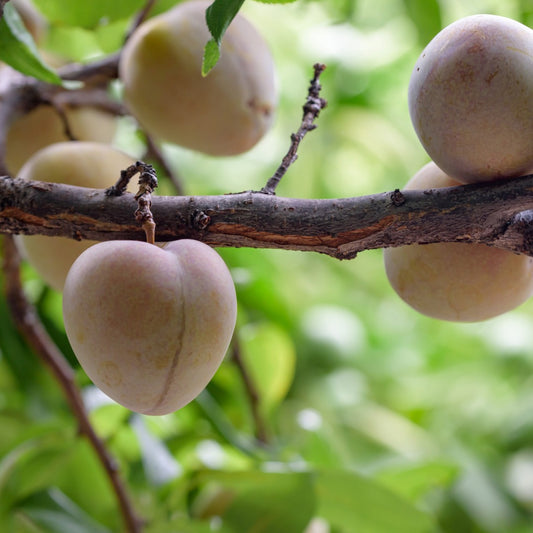 'Elephant Heart' Plum - Prunus salicina 'Elephant Heart'