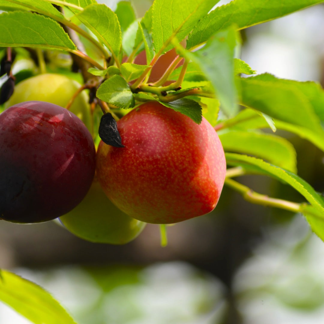 'Elephant Heart' Plum - Prunus salicina 'Elephant Heart'