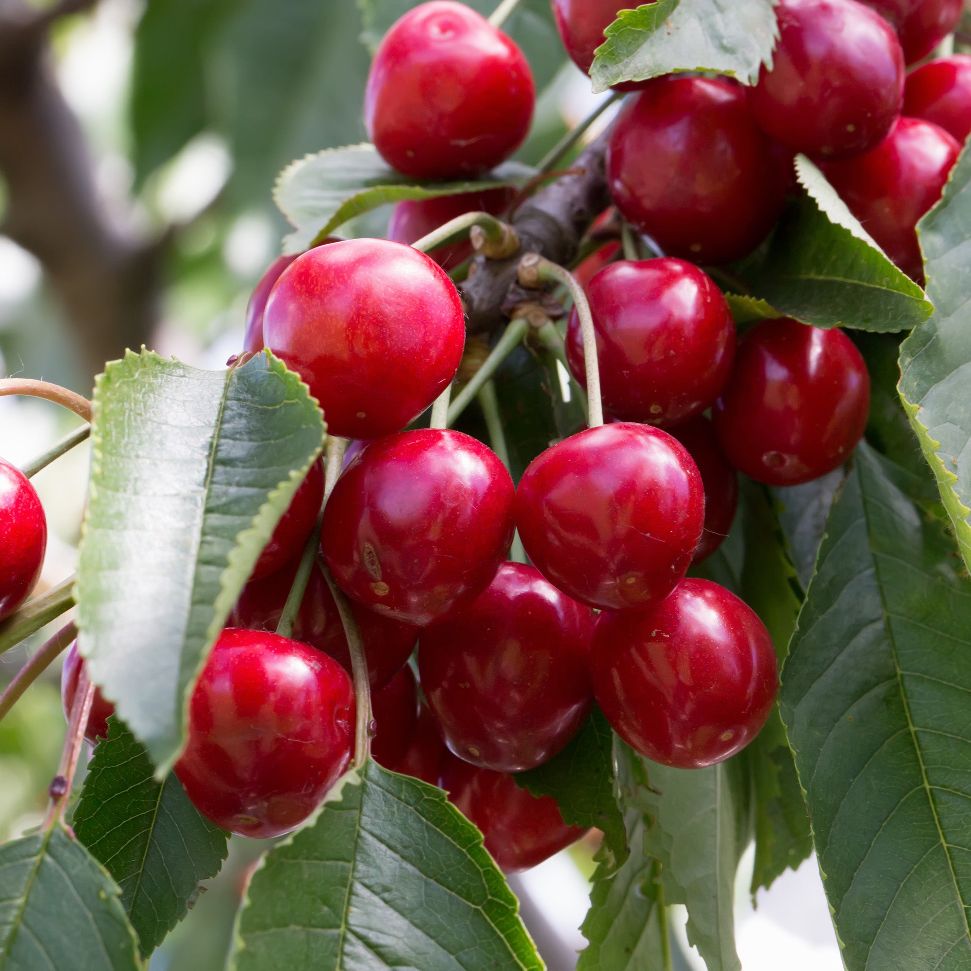 Cerisier Sucr Van Jardineries Botanix Cerisier Sucr Van Jardineries Botanix