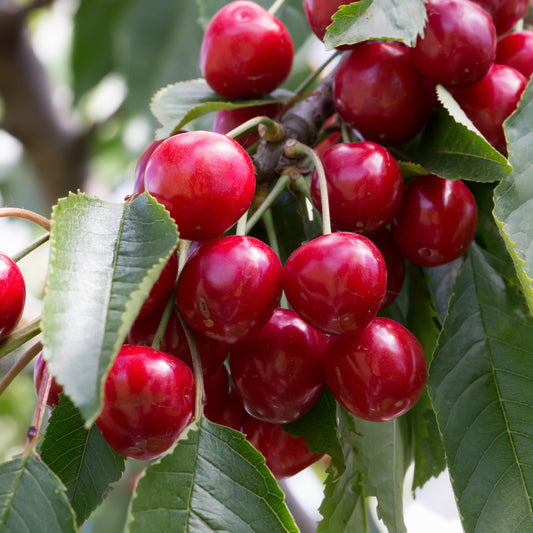 'Van' Sweet Cherry Tree
