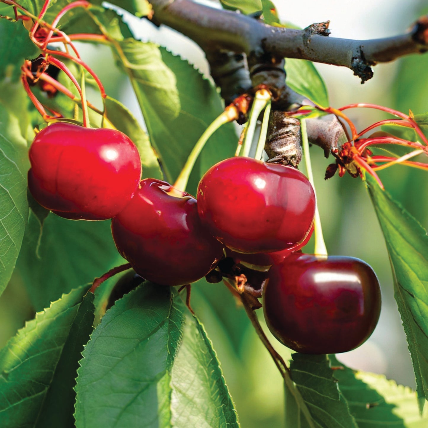 'Van' Sweet Cherry Tree