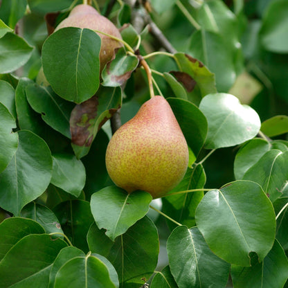 Flemish Beauty Pear Tree - Pyrus communis 'Flemish Beauty'