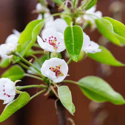 Flemish Beauty Pear Tree - Pyrus communis 'Flemish Beauty'