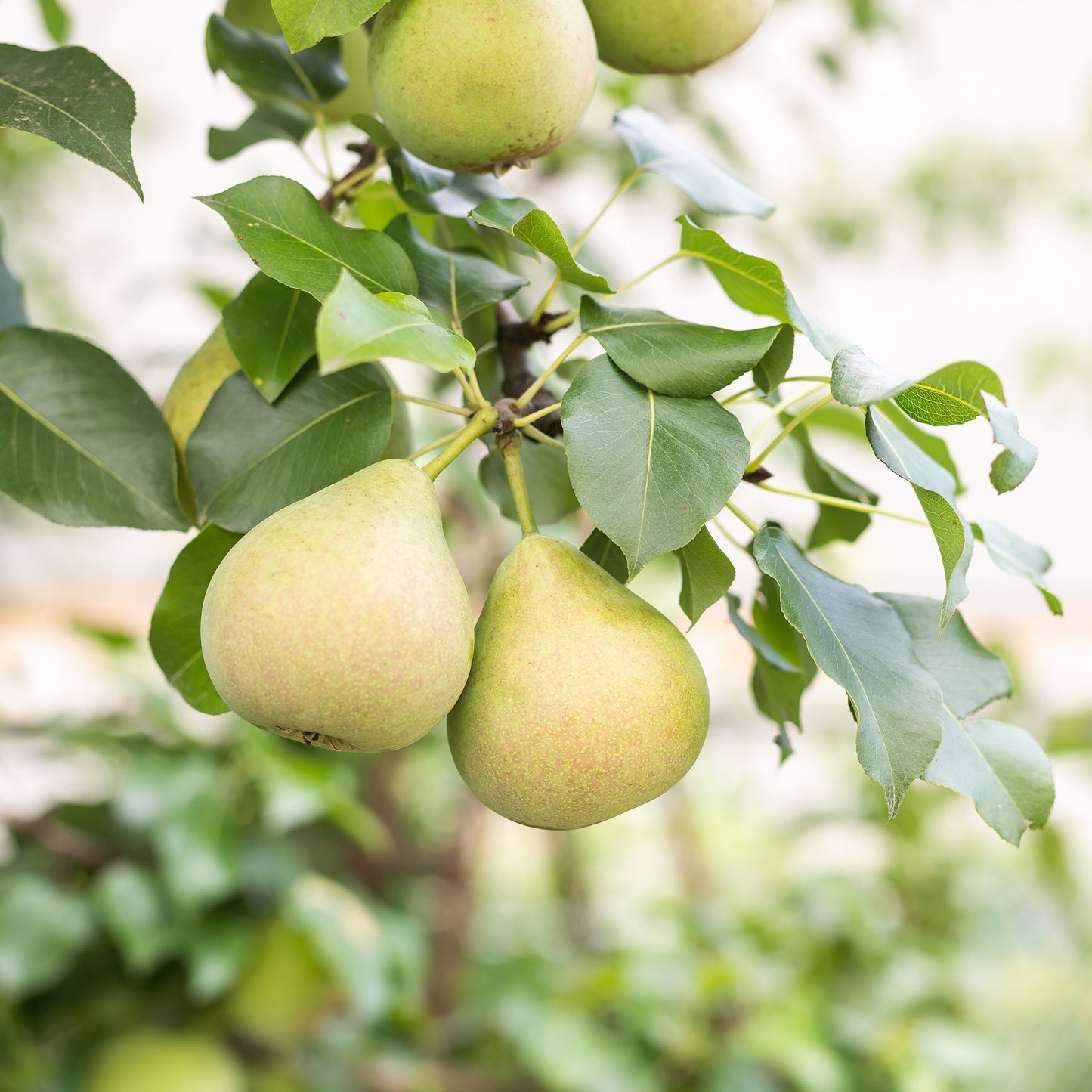 Early Gold' Pear Tree – Jardineries Botanix