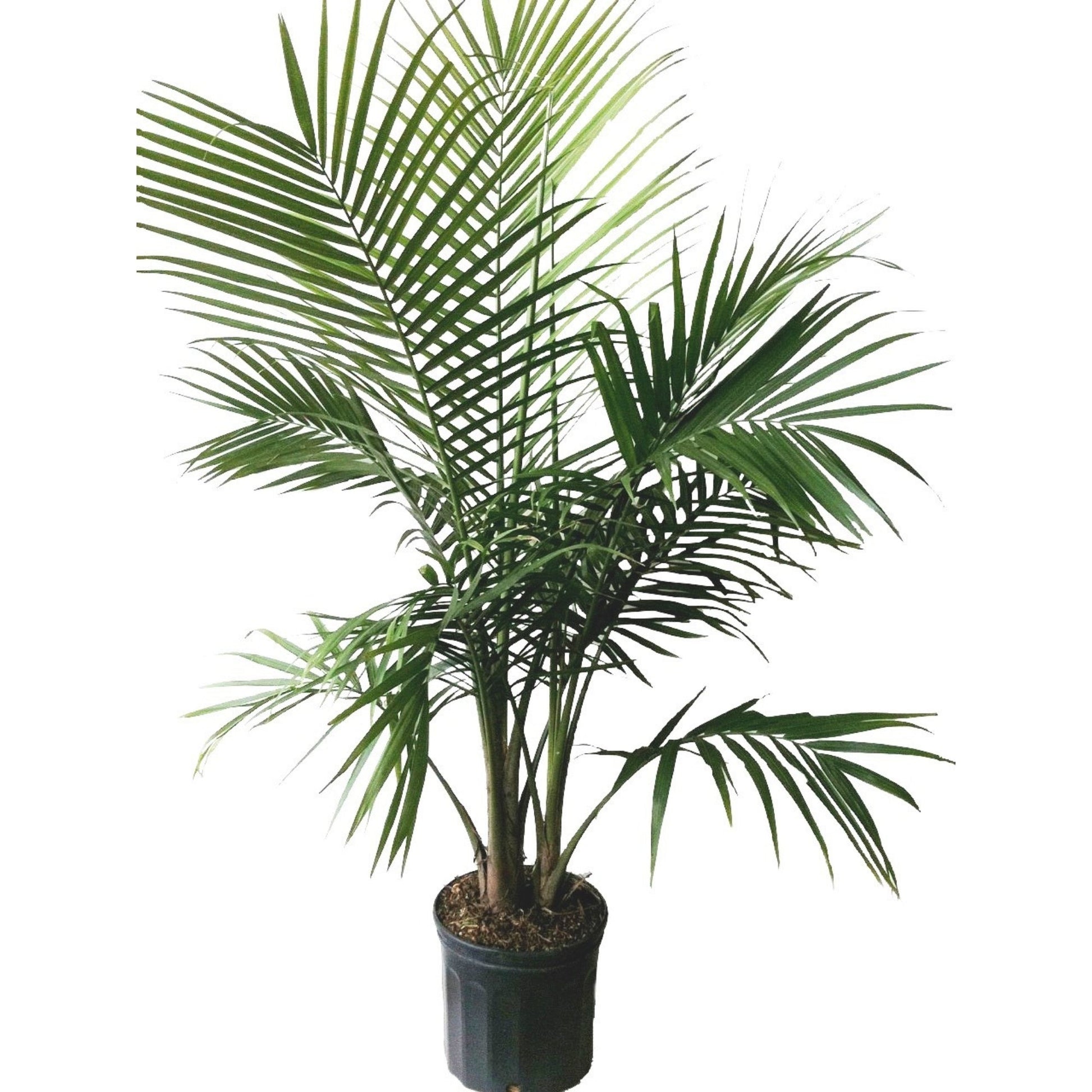 is ravenea majesty palm toxic to cats Bring the Tropics Home | Majesty Palm | Ravenea rivularis