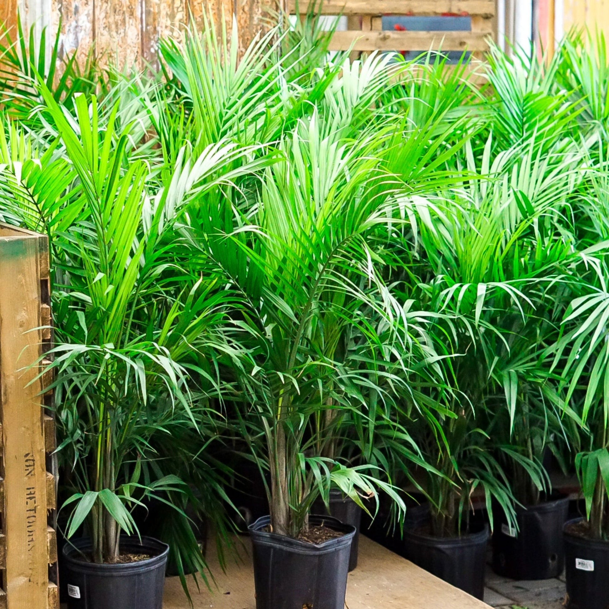 mystic palm plant Bring the Tropics Home | Majesty Palm | Ravenea rivularis