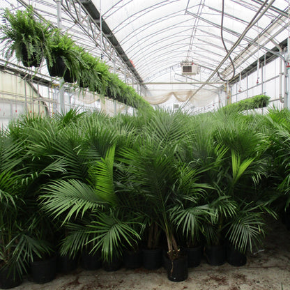 ravenea indoor plant Bring the Tropics Home | Majesty Palm | Ravenea rivularis