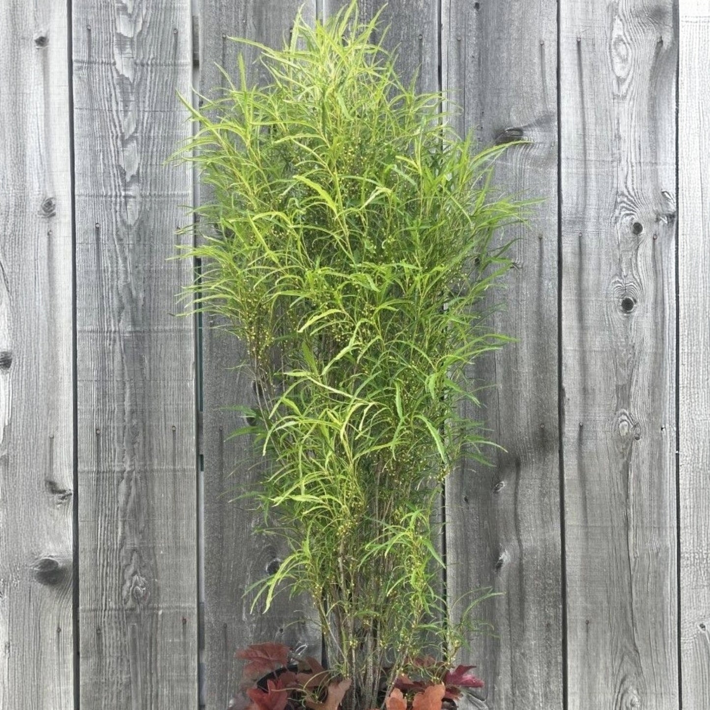 Rhamnus frangula 'Straight Line' – 'Straight Line' Alder Buckthorn