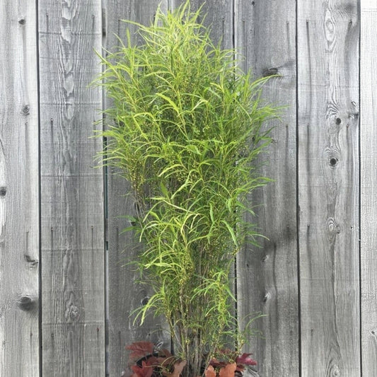Rhamnus frangula 'Straight Line' – Nerprun bourdaine 'Straight Line'