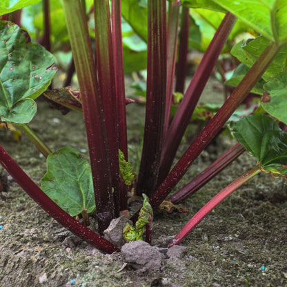 Rhubarbe 'Glaskins Perpetual'