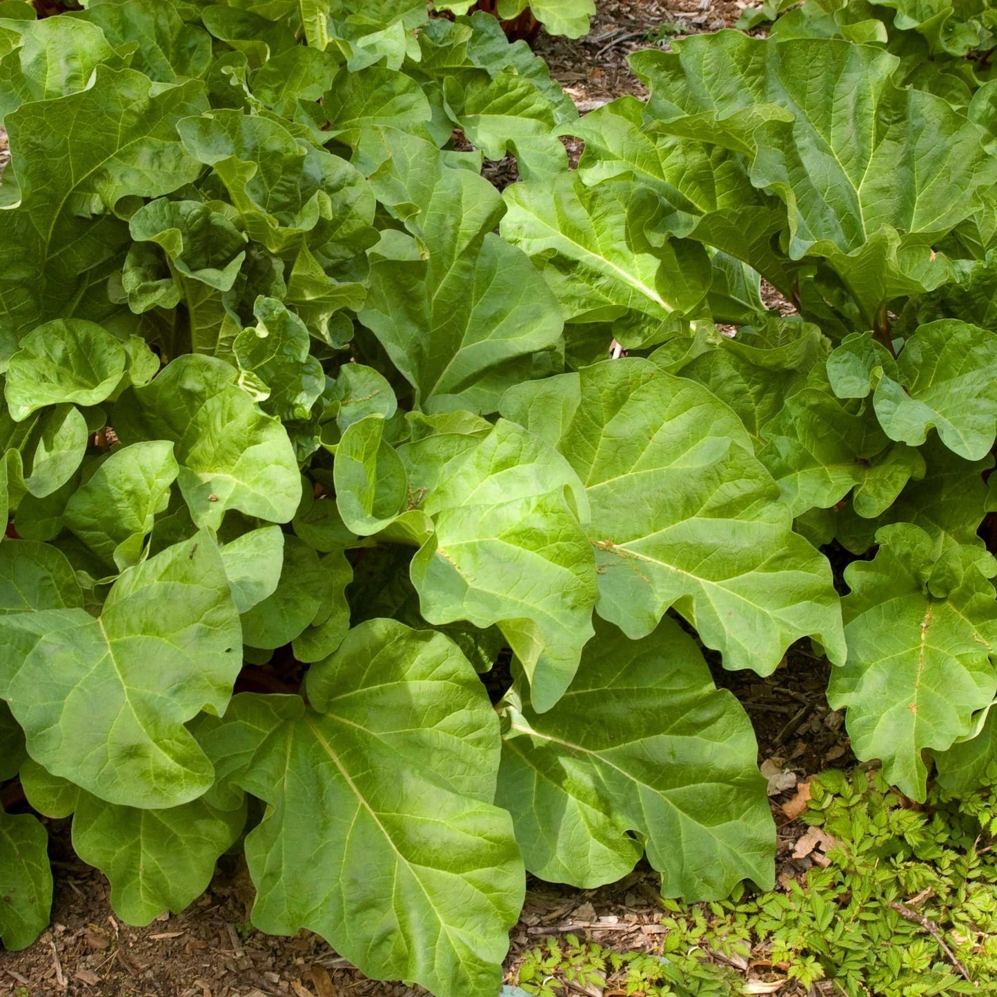 Rhubarbe 'Glaskins Perpetual'