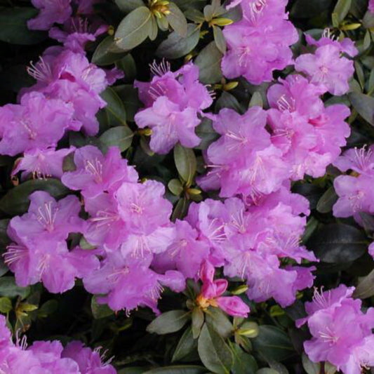 Rhododendron 'P.J.M.'