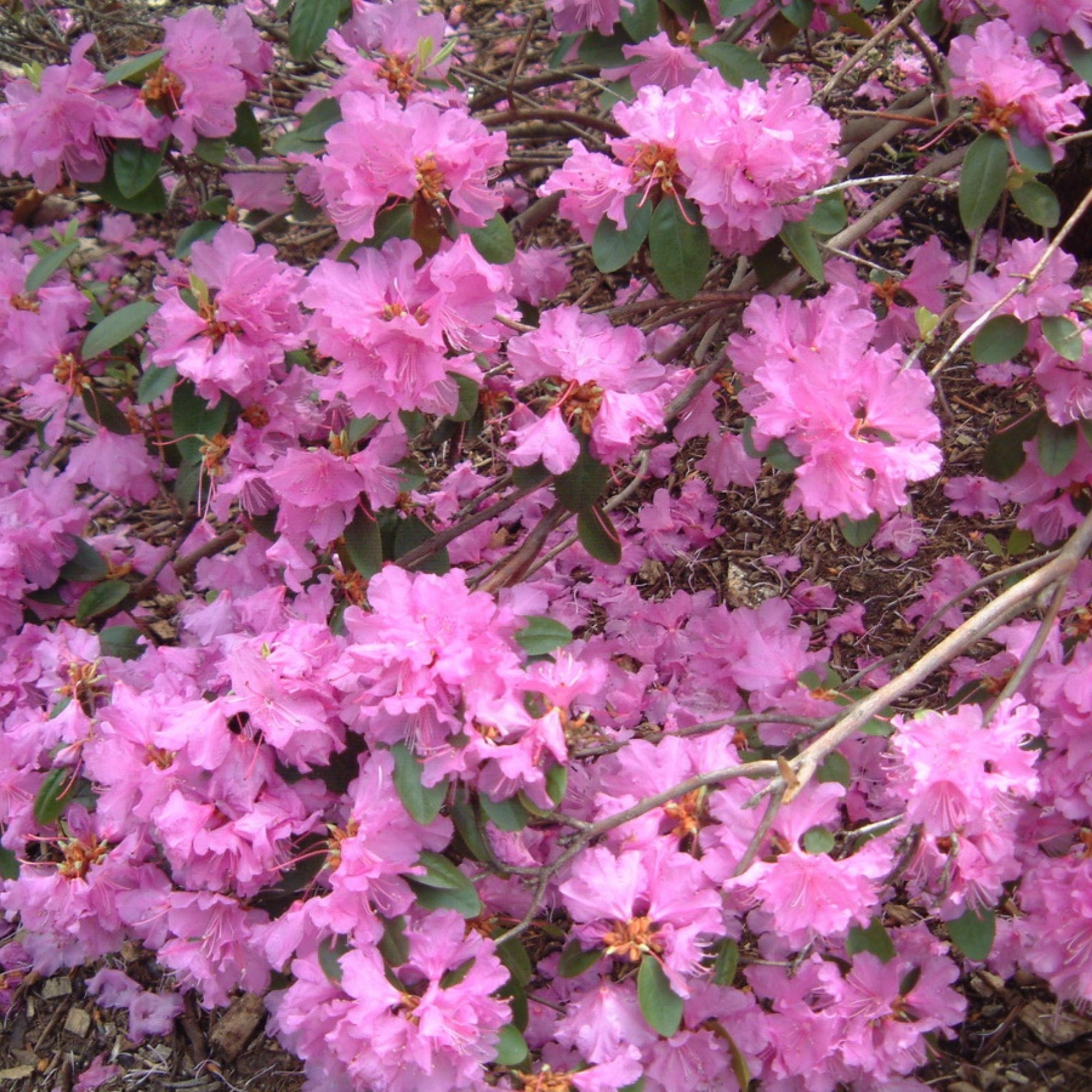 Rhododendron 'P.J.M.' – Jardineries Botanix