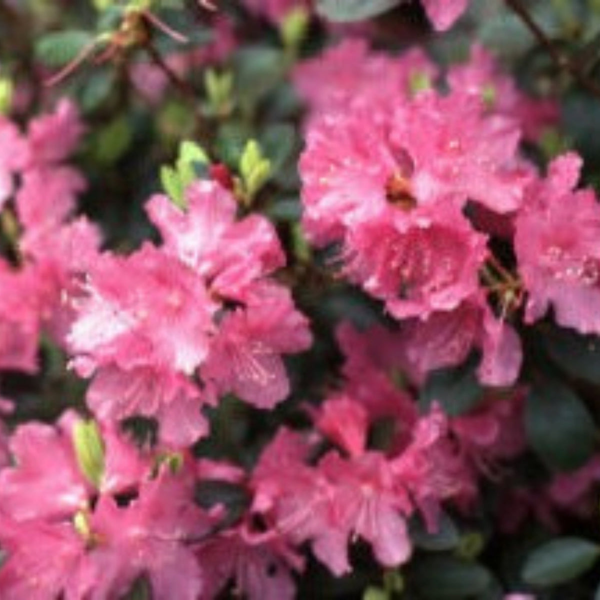 Rhododendron 'P.J.M.' – Jardineries Botanix