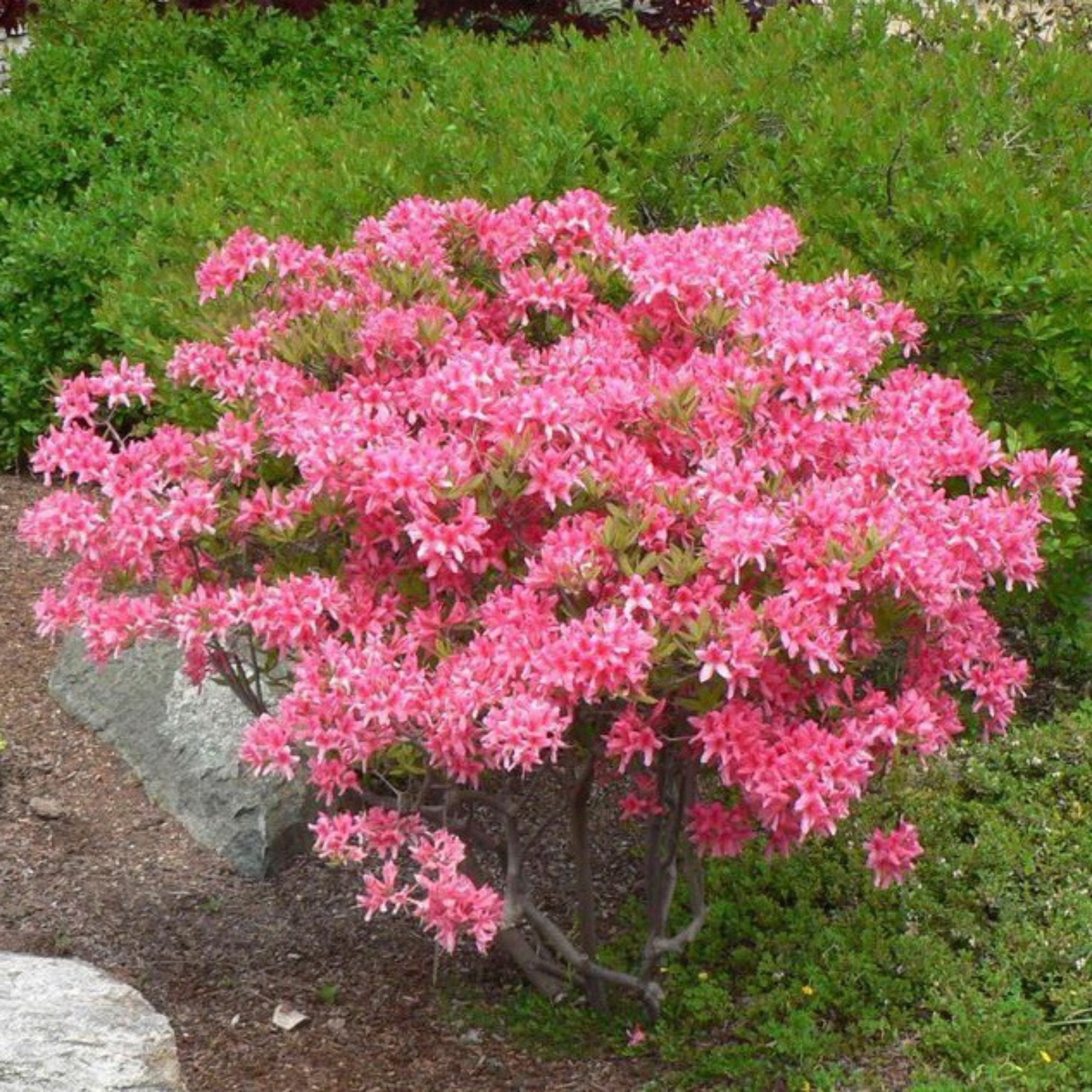 Azalée Rose Ruffels Beauté rose éclatante | Azalée Rosy Lights | Rhododendron 'Rosy Lights ...