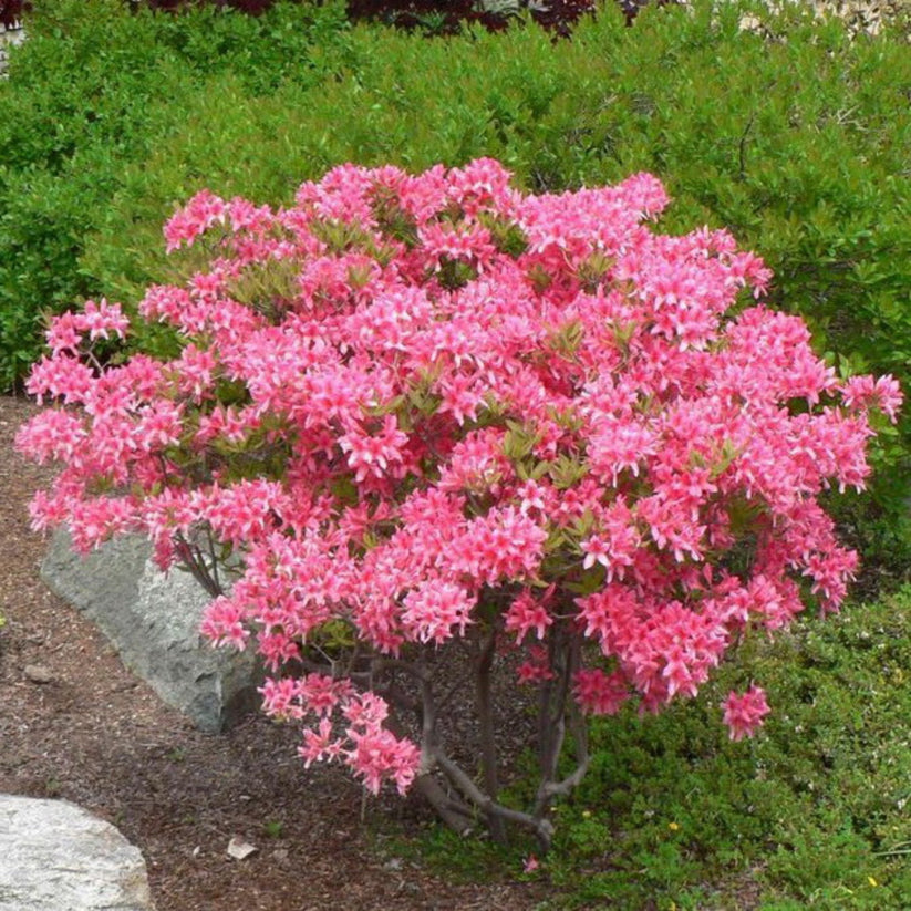Beauté rose éclatante | Azalée Rosy Lights | Rhododendron 'Rosy Lights ...