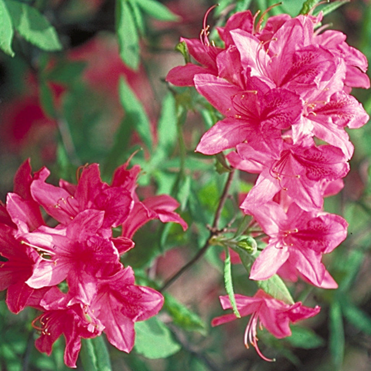 Beauté rose éclatante | Azalée Rosy Lights | Rhododendron 'Rosy Lights ...
