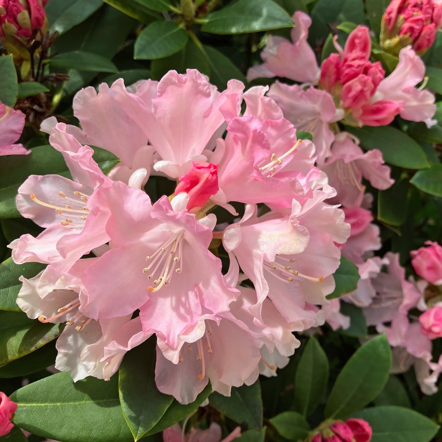 Rhododendron 'Roseum Pink' (Élépidote) – Rhododendron 'Roseum Pink'