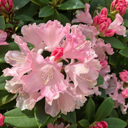 Rhododendron 'Roseum Pink' (Élépidote) – Rhododendron 'Roseum Pink'