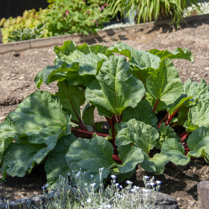 Rhubarbe 'Glaskins Perpetual'