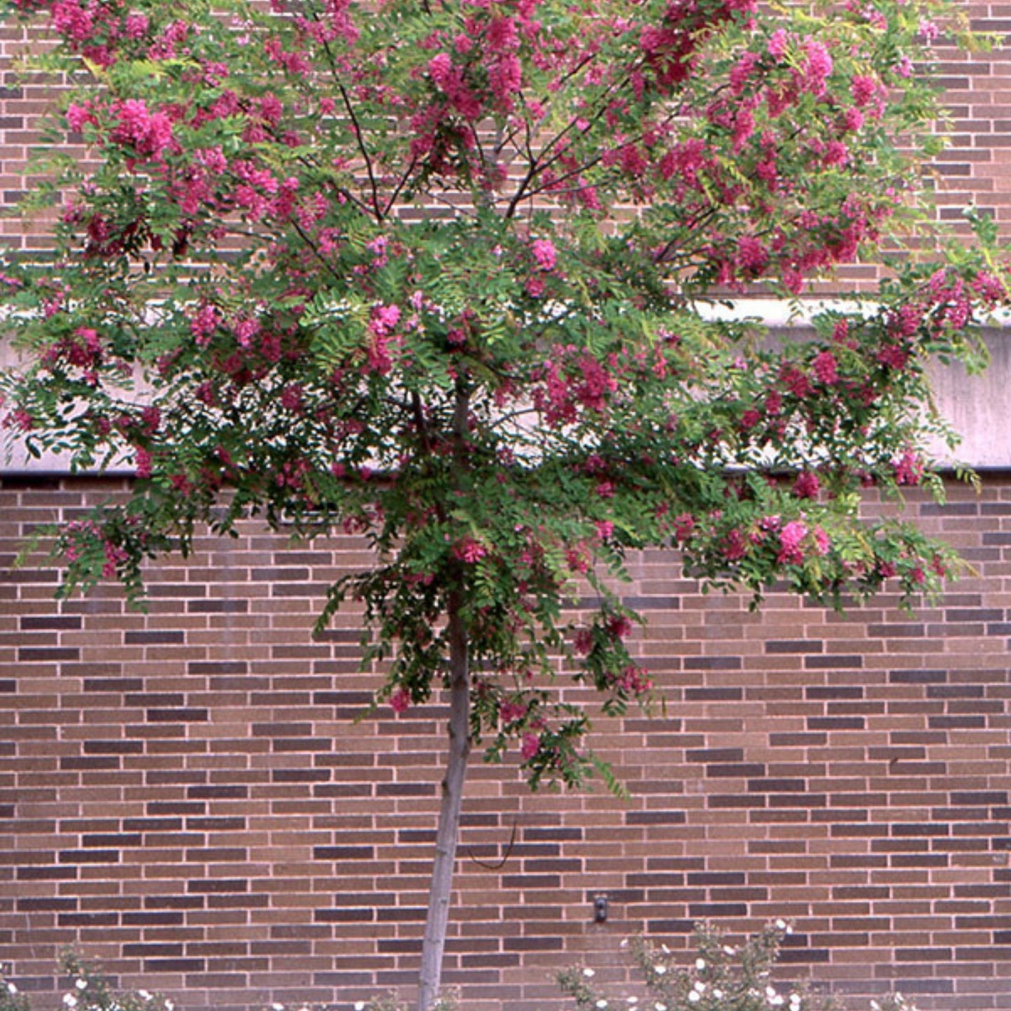 Purple Robe' Black Locust