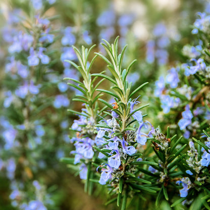 Rosemary - Salvia rosmarinus (syn. Rosmarinus officinalis)