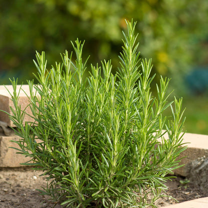 Rosemary - Salvia rosmarinus (syn. Rosmarinus officinalis)